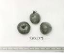 Click for 1 image(s) for this accession. FRUIT